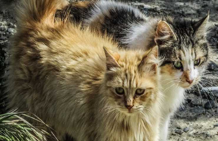 Gattini abbandonati