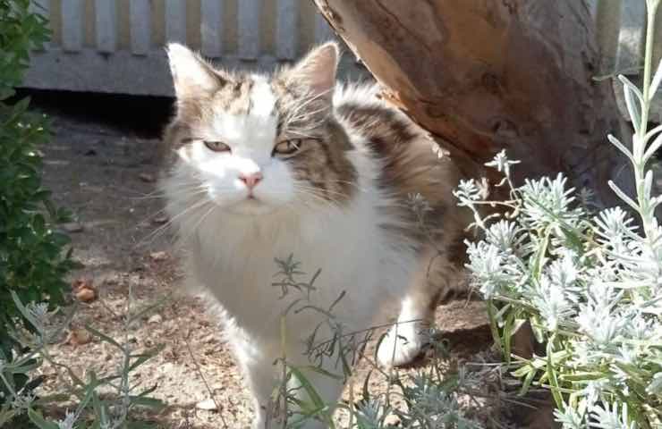 Winnetou gatto