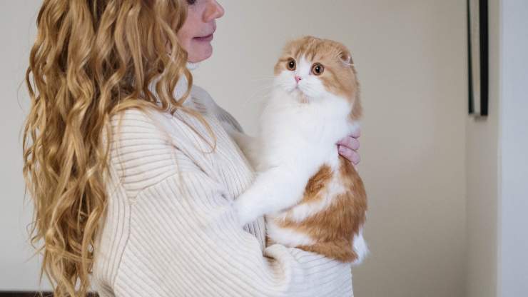 gatto