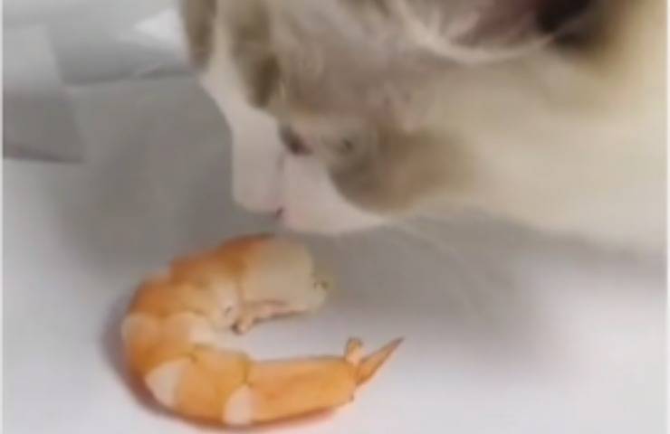 gatto sogna gamberetto risveglio