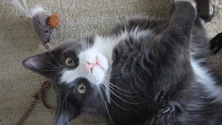 gatto gioca