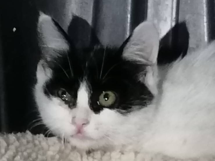 Pericolo gatto bloccato