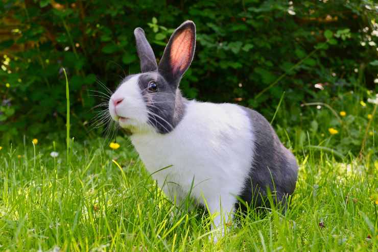 Roditore libero nella natura