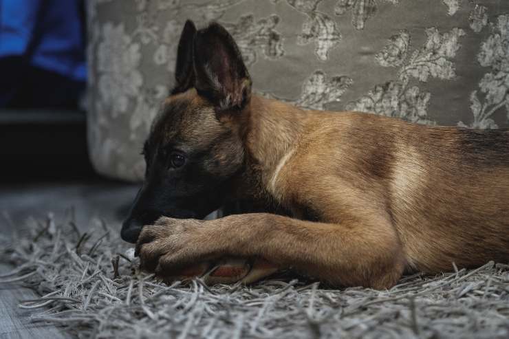 Il cane mastica le cuffie