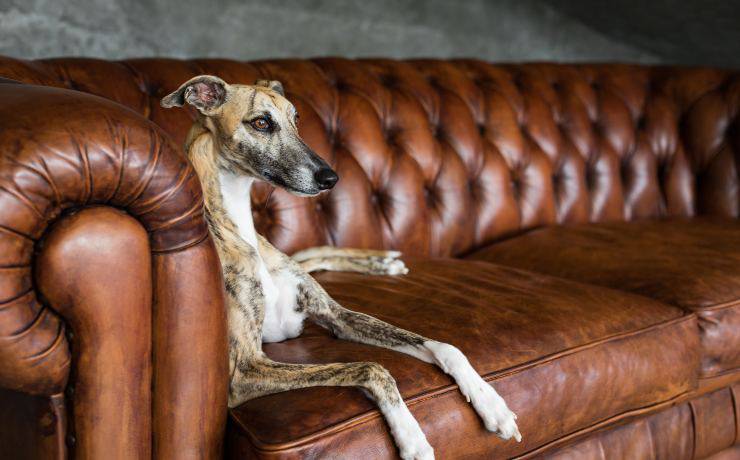 greyhound