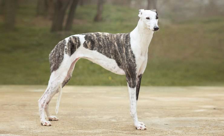 greyhound
