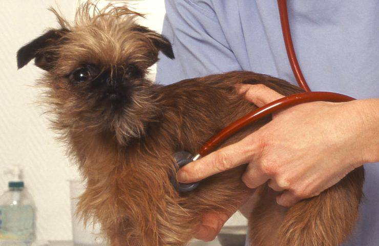 Griffone belga dal veterinario