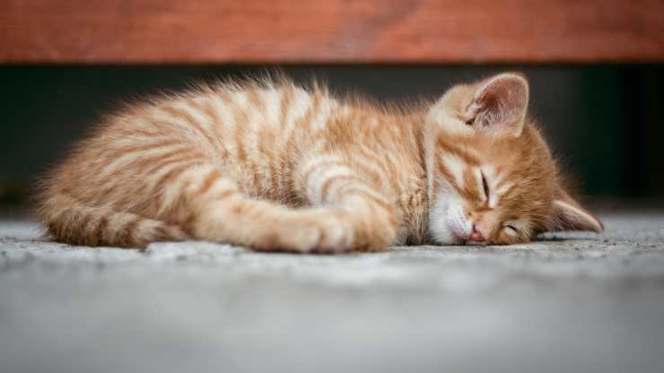 herpesvirus nel gatto