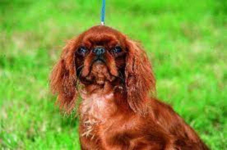 King Charles Spaniel