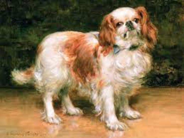 King Charles Spaniel