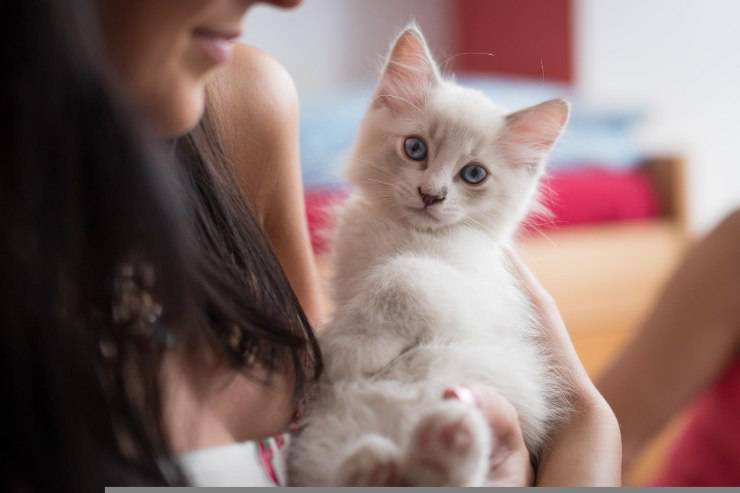 Felino vuole le coccole