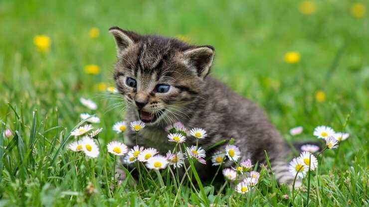 Feromoni gatto