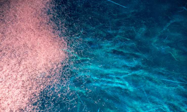krill