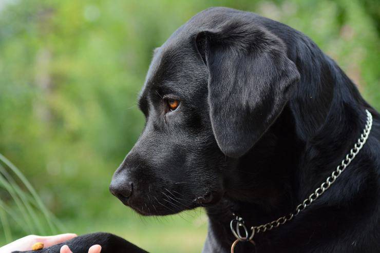 Fido esplora la natura