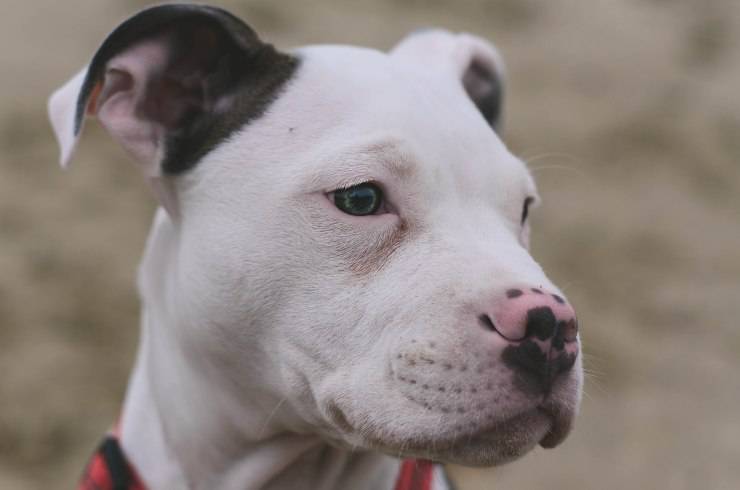 Perché i cani tirano indietro le orecchie