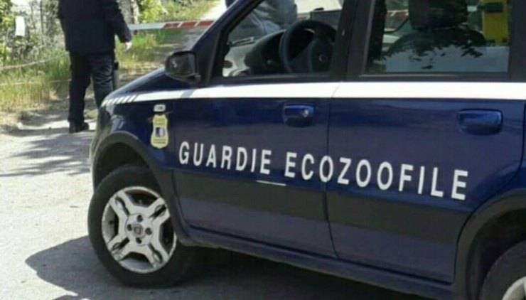 Cane salvato dalle guardie zoofile dell'Oipa