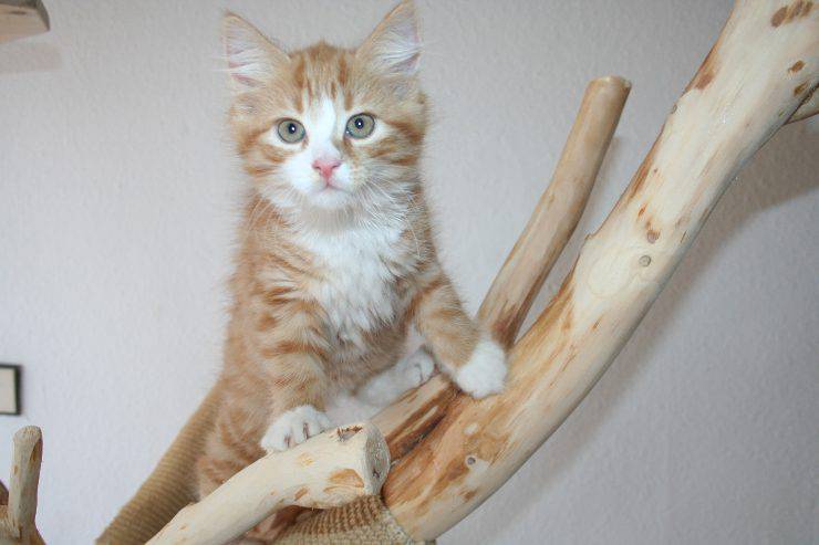 Gatto si arrampica