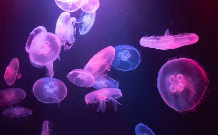 meduse