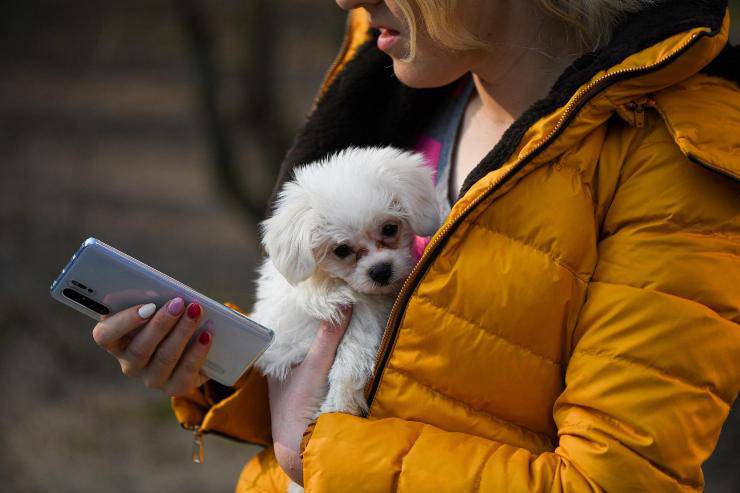 Effetti negativi del cellulare su fido