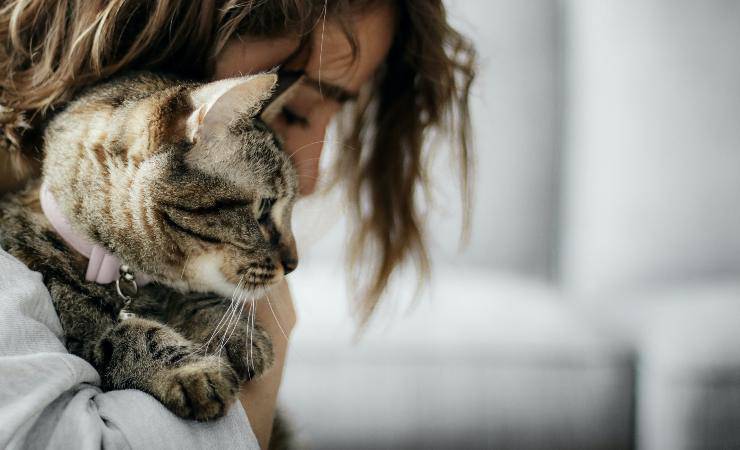 Razze di gatti che seguono sempre il padrone Razze di gatti che seguono sempre il padrone