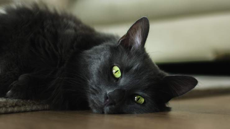 orecchie gatto
