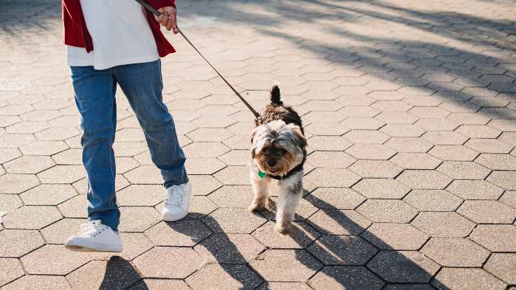 passeggiare con il cane