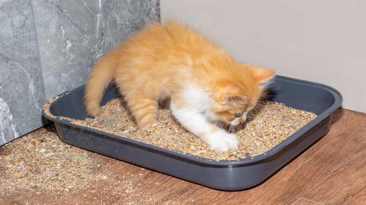 perché gatto scava nella lettiera