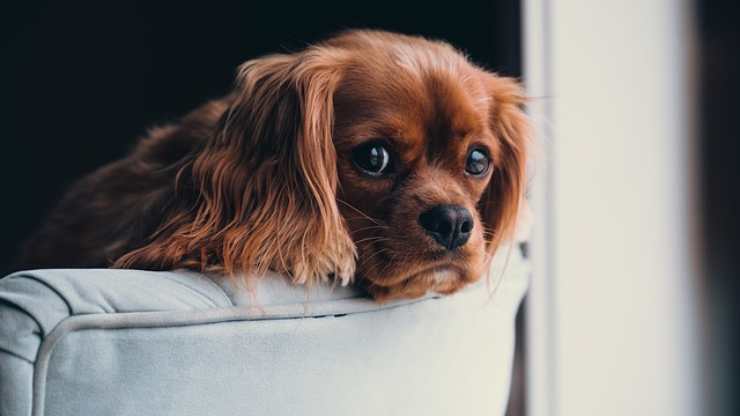 perché il cane non saluta quando torniamo