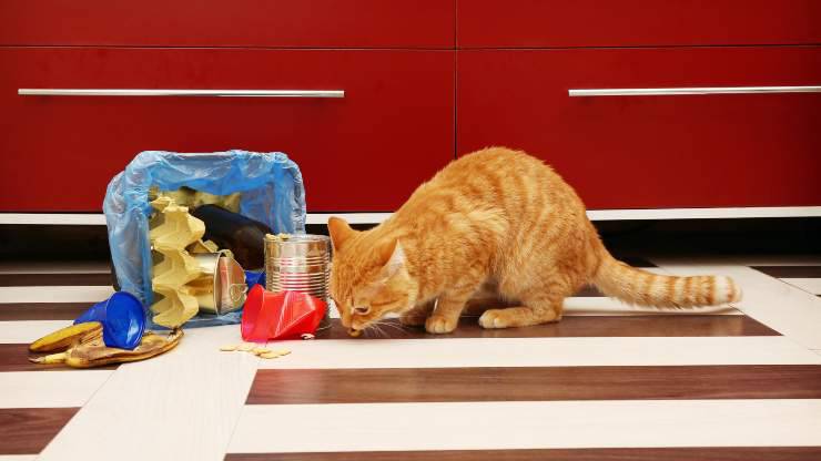 perché il gatto ama la spazzatura