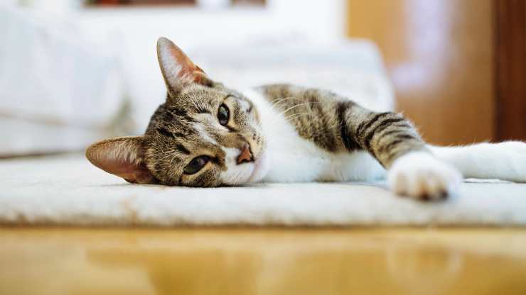 perché lo stomaco del gatto fa rumore