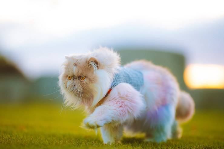 Il gatto passeggia fuori