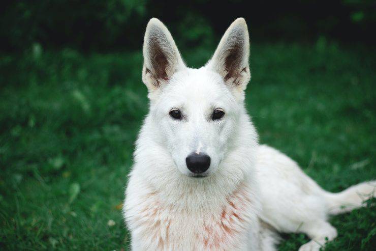 Razze di cani con le orecchie a punta
