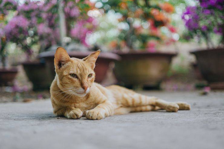Il comportamento del gatto