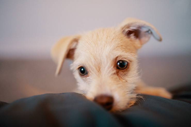 Lo sguardo di fido