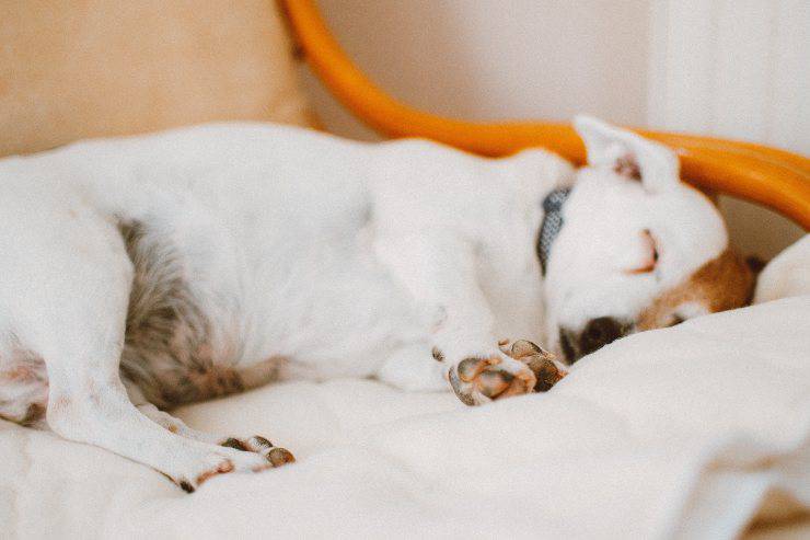 Il cane riposa in poltrona
