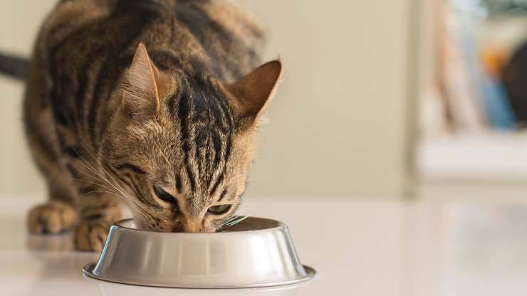 polpette al salmone per gatto