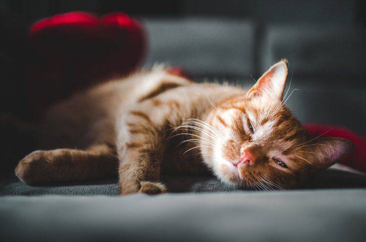 Peritonite infettiva nel gatto Peritonite infettiva nel gatto