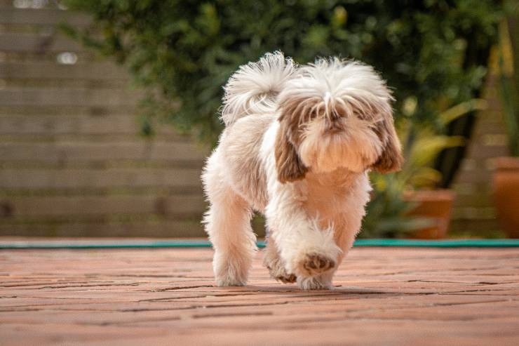 Cani che possono essere lasciati soli per 8 ore