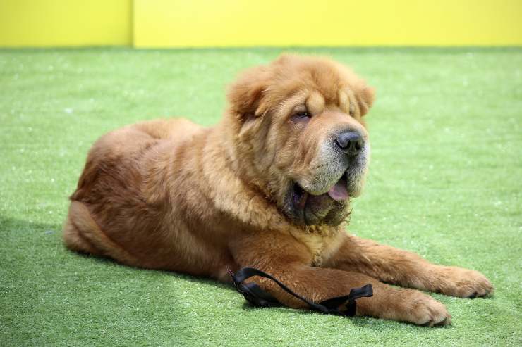 Fido riposa sull'erba