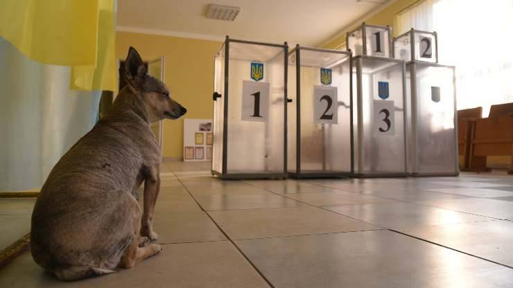 si può andare a votare con il cane