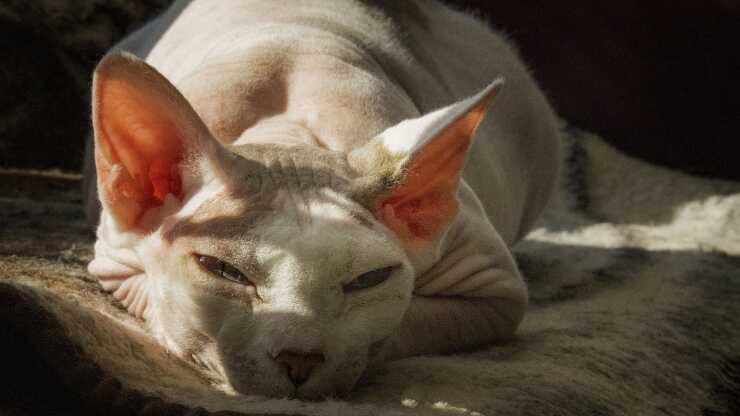 Razze gatti non soffrono caldo