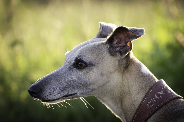 Il cane esplora la natura