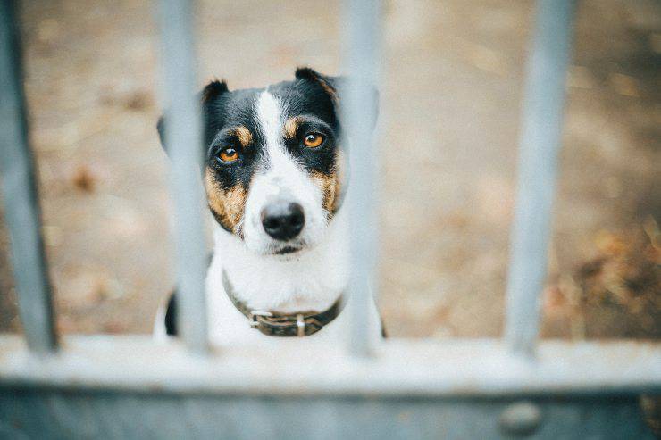 Pseudorabbia nel cane Pseudorabbia nel cane