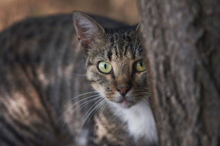 Perché il gatto mi guarda negli occhi