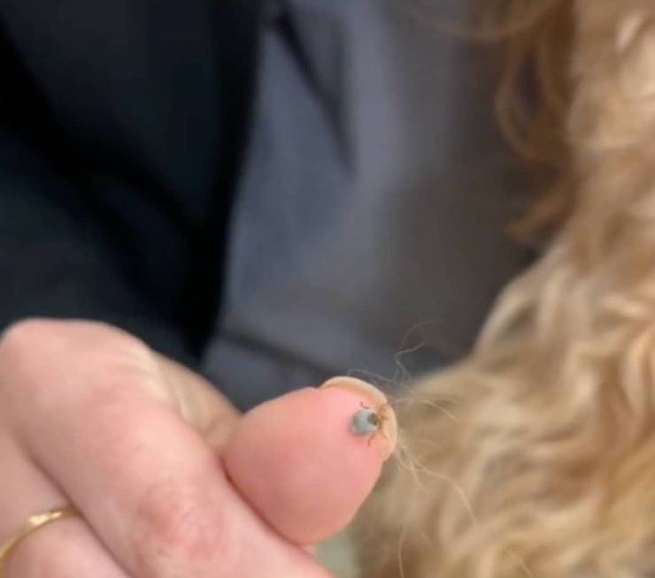 La malattia che sta terrorizzando tutti: colpisce sia i cani che i gatti (Screen Video)