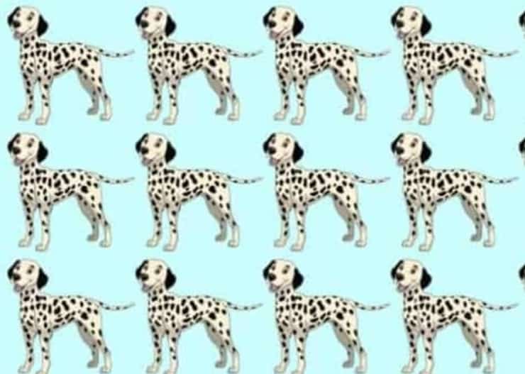 Il test visivo del dalmata diverso da tutti gli altri trovalo in 7 secondi