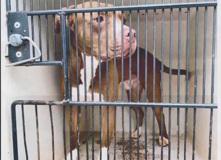 Getta il cane per due volte nell'acqua gelida: l'odine arriva dalle streghe