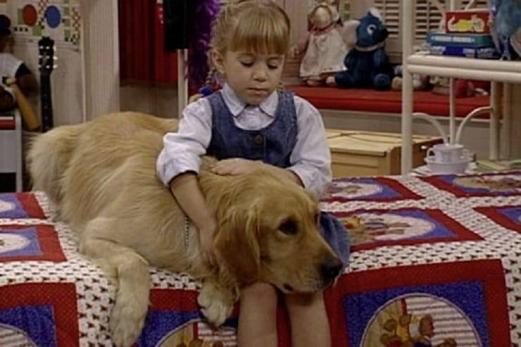 dog Full House