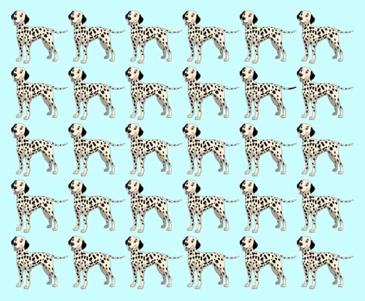 Il test visivo del dalmata diverso da tutti gli altri trovalo in 7 secondi