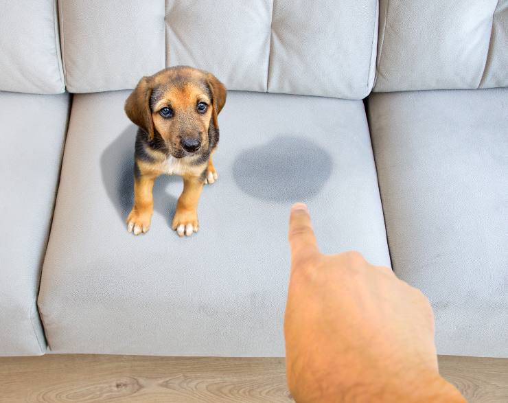 Sgridare il cane